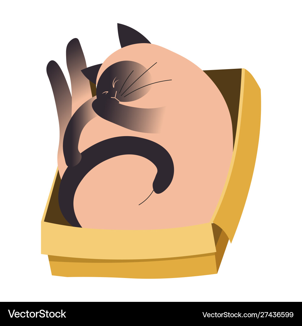 Cute siamese cat sleeping curled up in a cardboard Cute siamese cat sleeping curled up in a cardboard vector image
