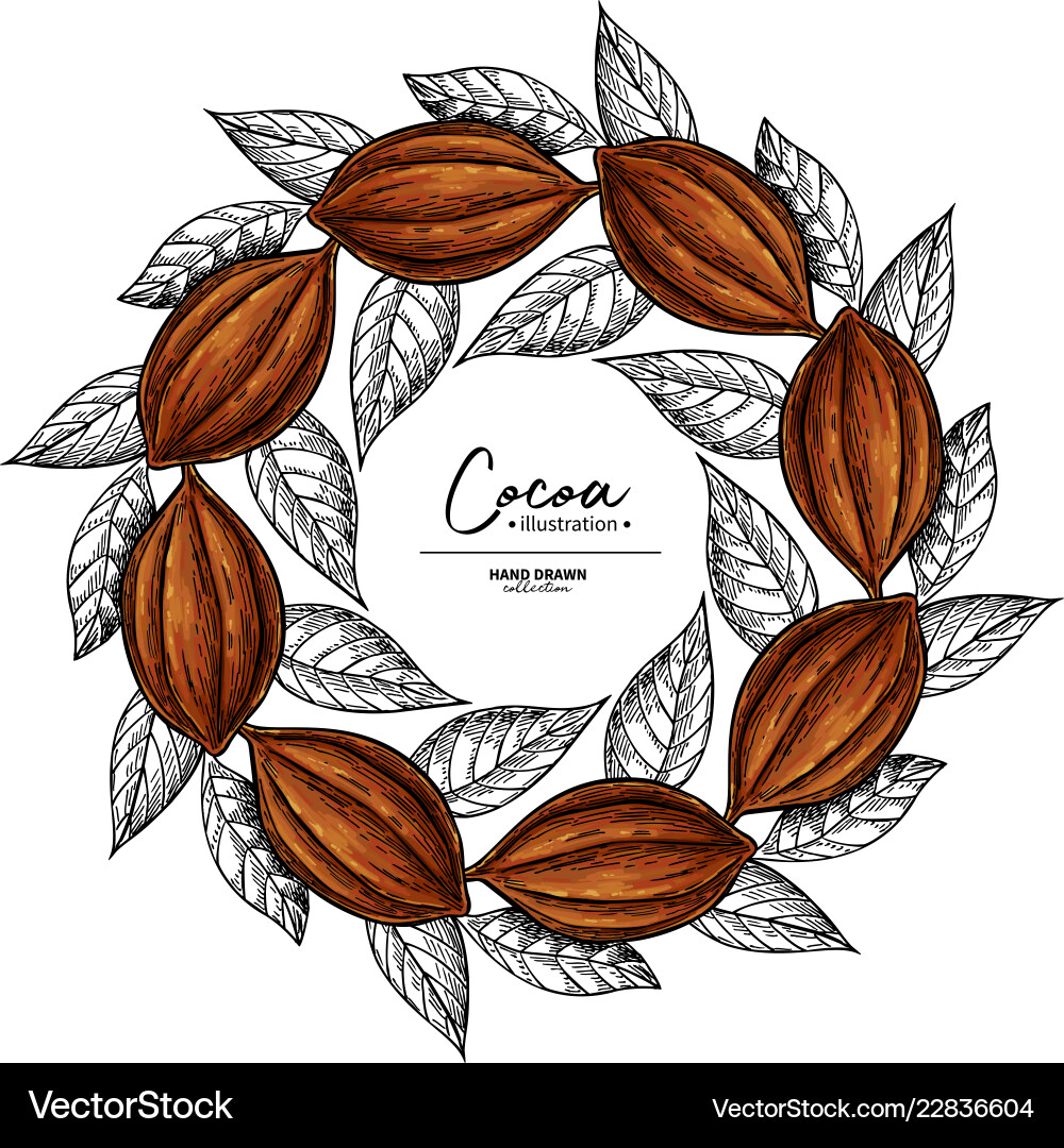 Cocoa Bean Frame - Botanical Sketch vector image