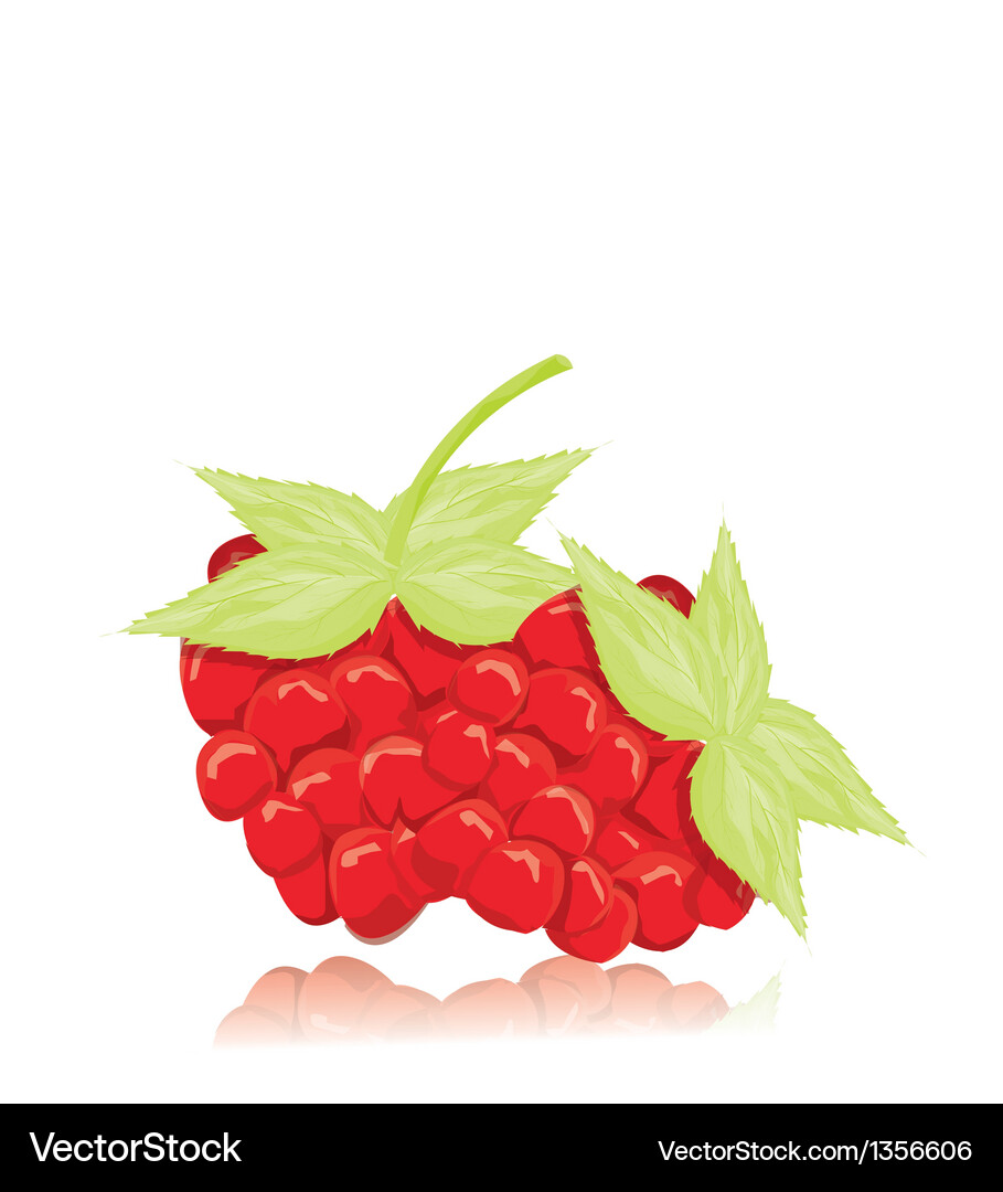 Raspberry Vector Image