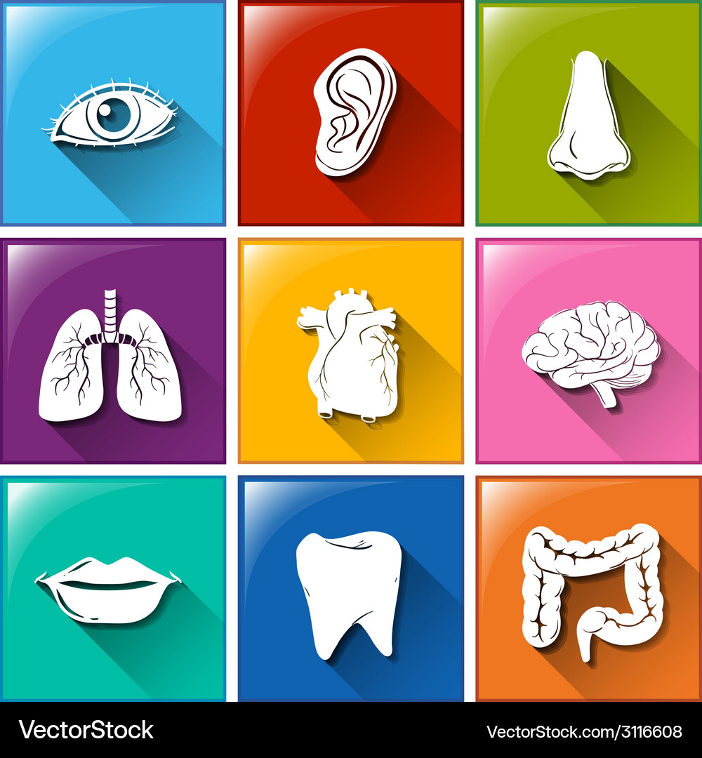 Buttons with the different organs Vector Image