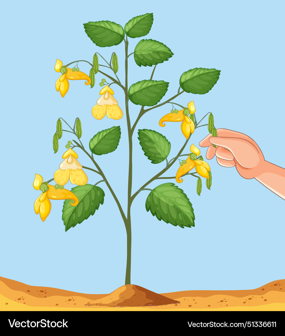 Hand harvesting yellow impatiens seed pods Vector Image