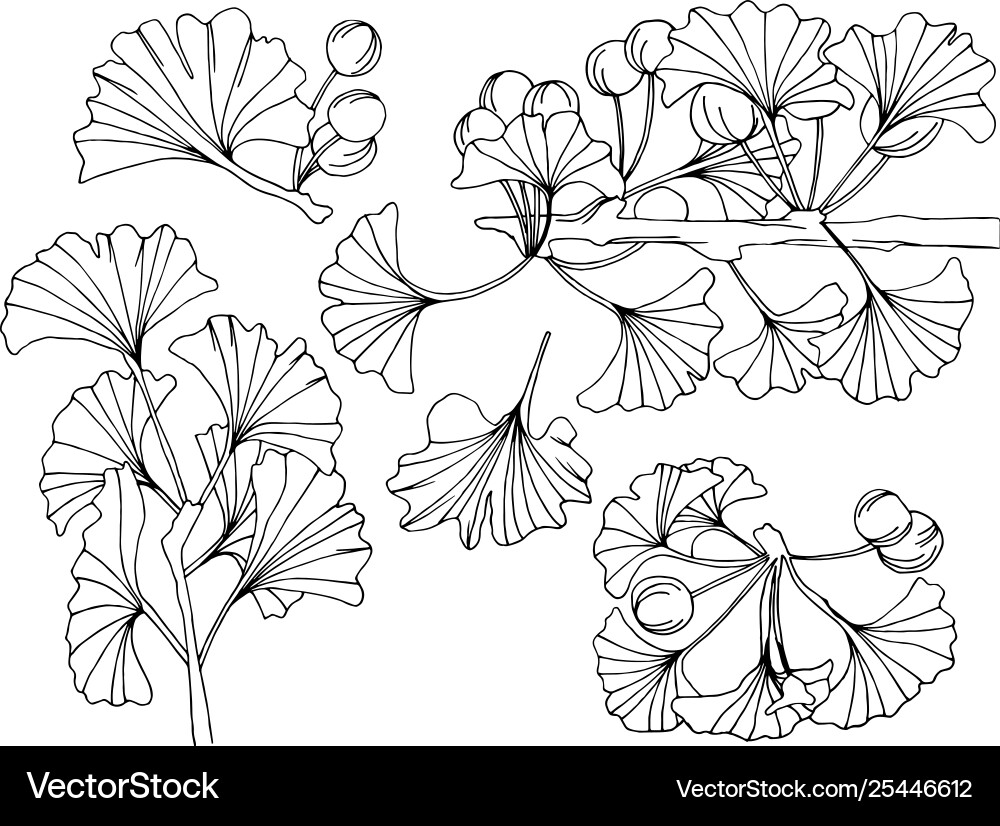 Ginkgo biloba branches ink art – Royalty-Free Vector | VectorStock, image size:1000x826