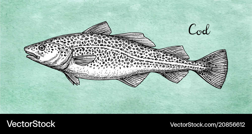 Ink sketch of cod fish vector image