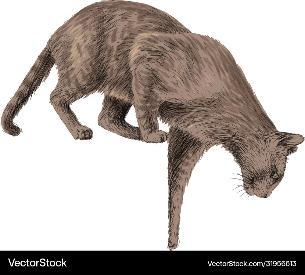 Cat jumps down wall sticker Cat jumps down wall sticker vector image
