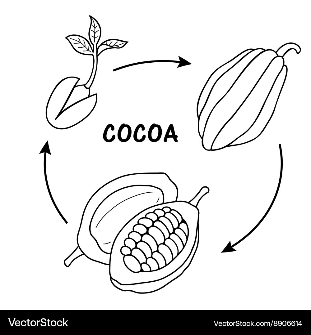 Life cycle of cocoa Vector Image