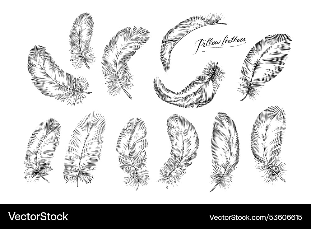 Feathers on white background hand drawn black Feathers on white background hand drawn black vector image