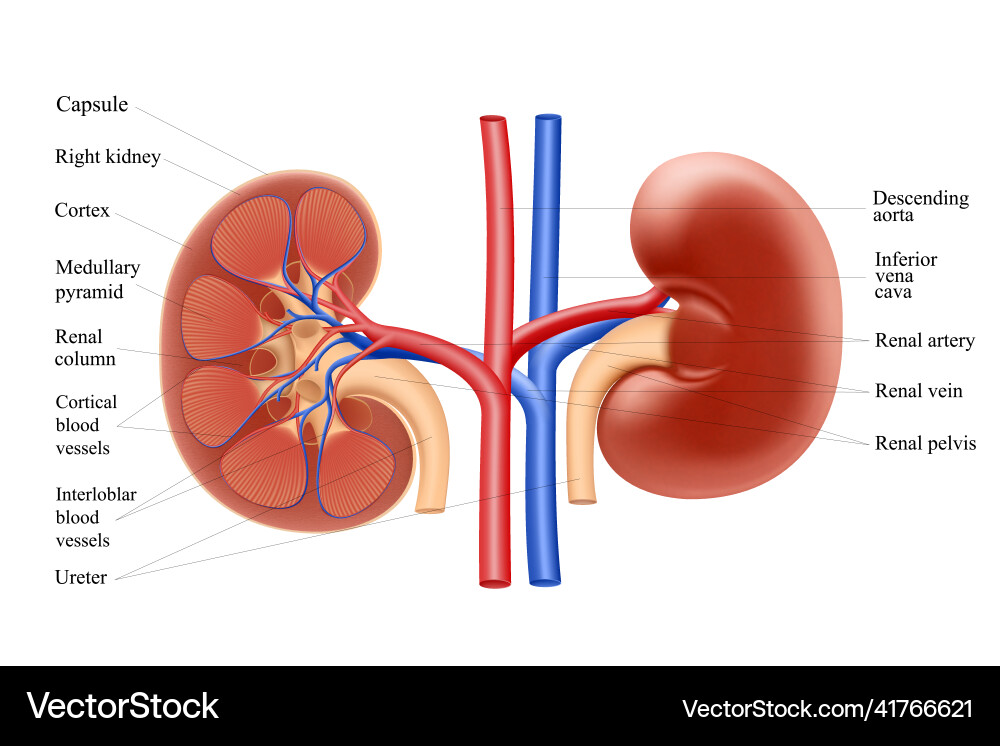 Diagram showing human kidney anatomy realistic 3d Diagram showing human kidney anatomy realistic 3d vector image