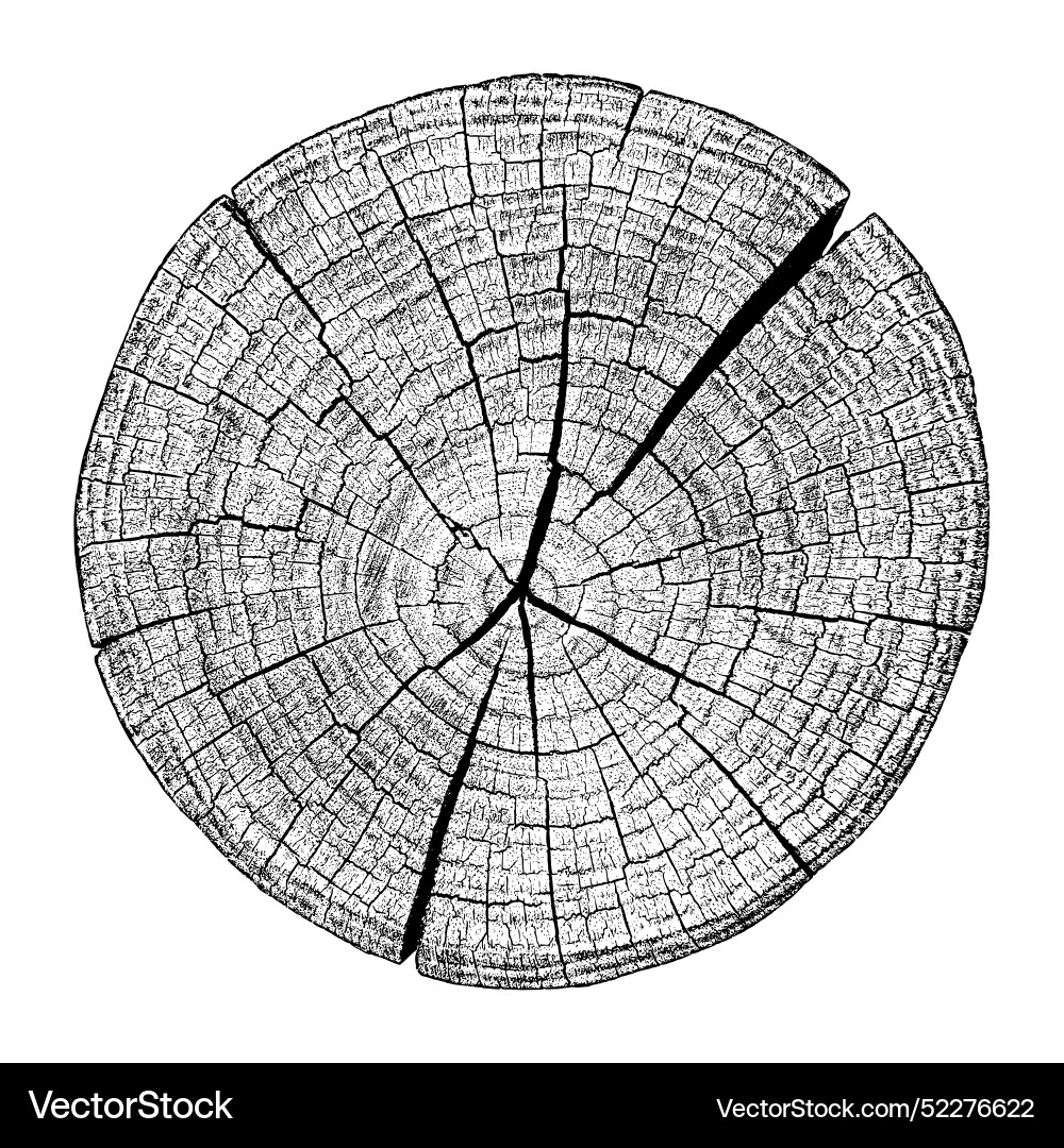 Wood texture cross section of tree rings Vector Image