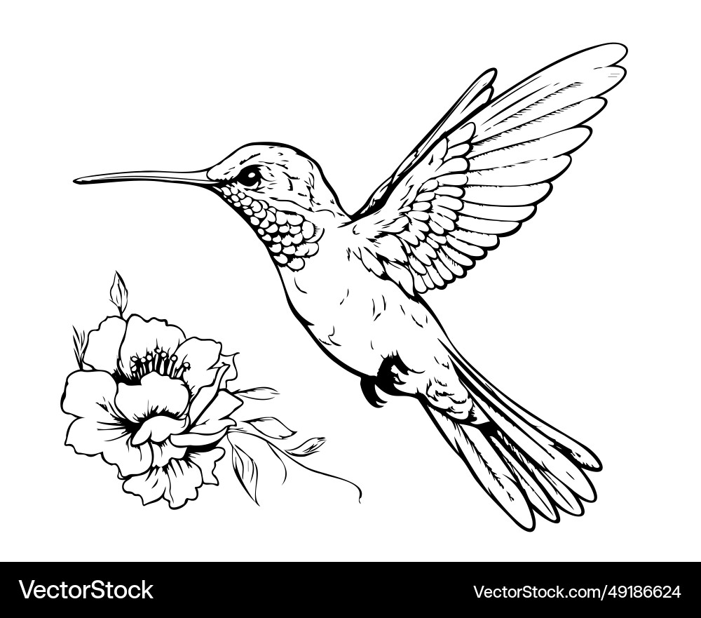 Hummingbird with Flowers - Elegant Sketch Vector Image