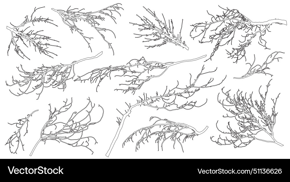 Set of contour bare branches deciduous tree Set of contour bare branches deciduous tree vector image