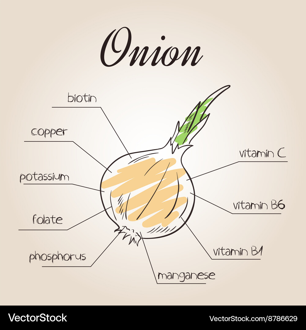 Nutrients list for onion Vector Image