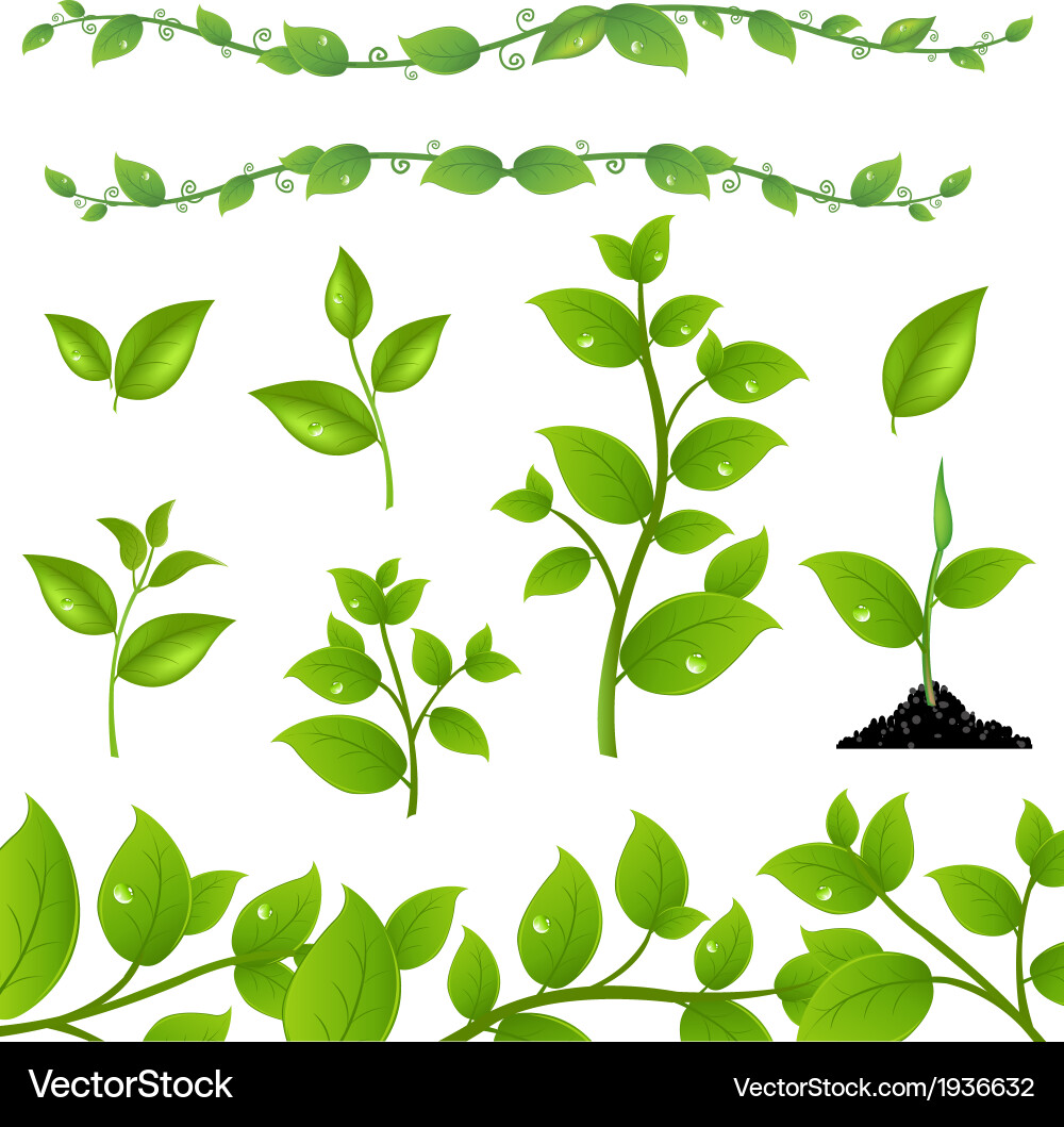 Set leaves Royalty Free Vector Image - VectorStock