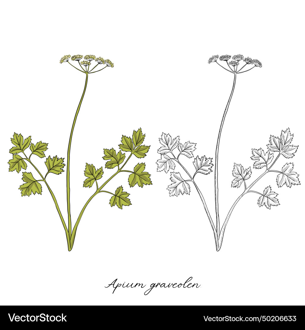 Drawing celery Royalty Free Vector Image VectorStock