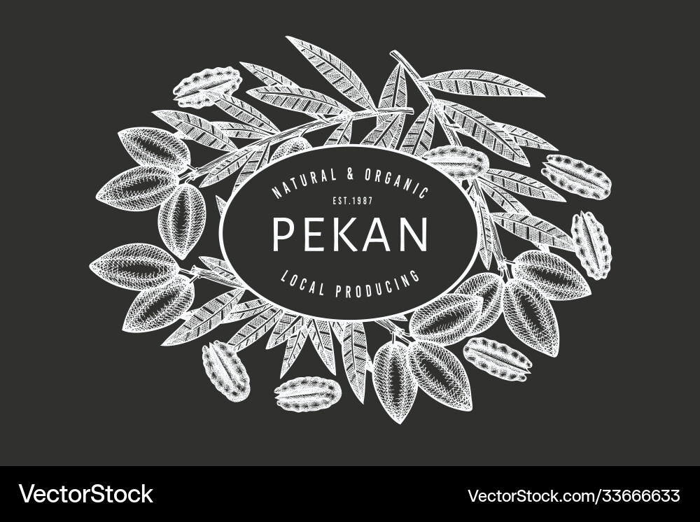 Hand drawn pecan branch and kernels design Vector Image