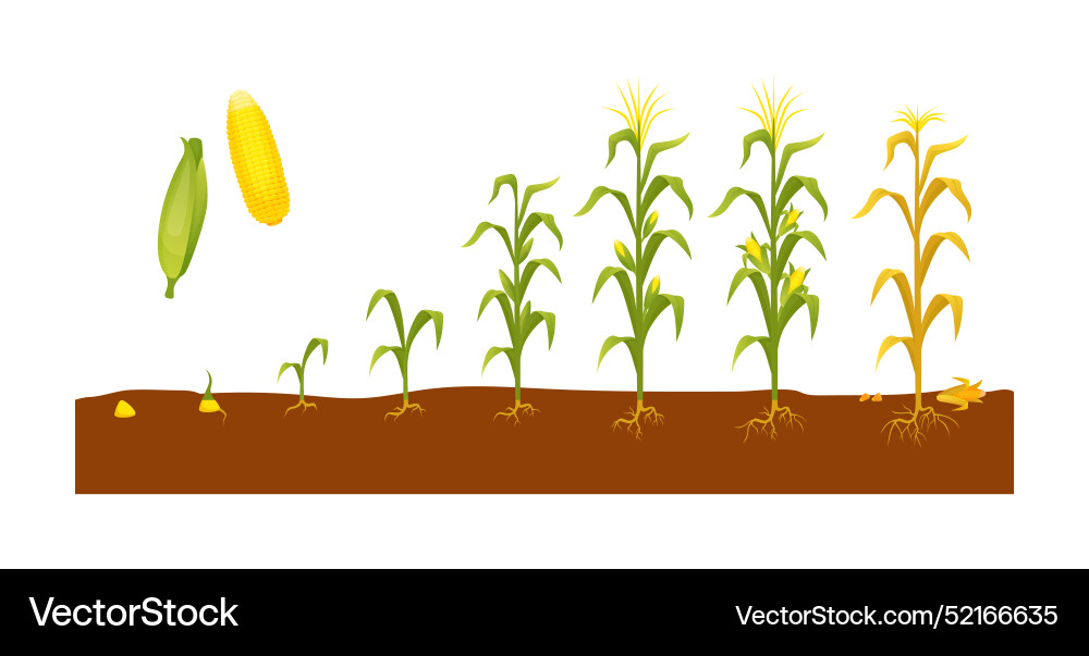 Corn plant growth agriculture planting Royalty Free Vector