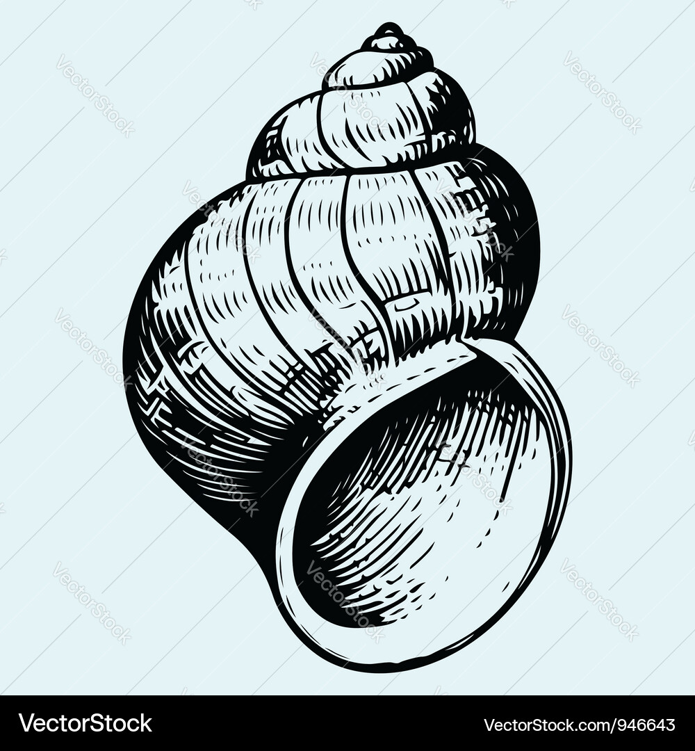 Seashell Vector Image