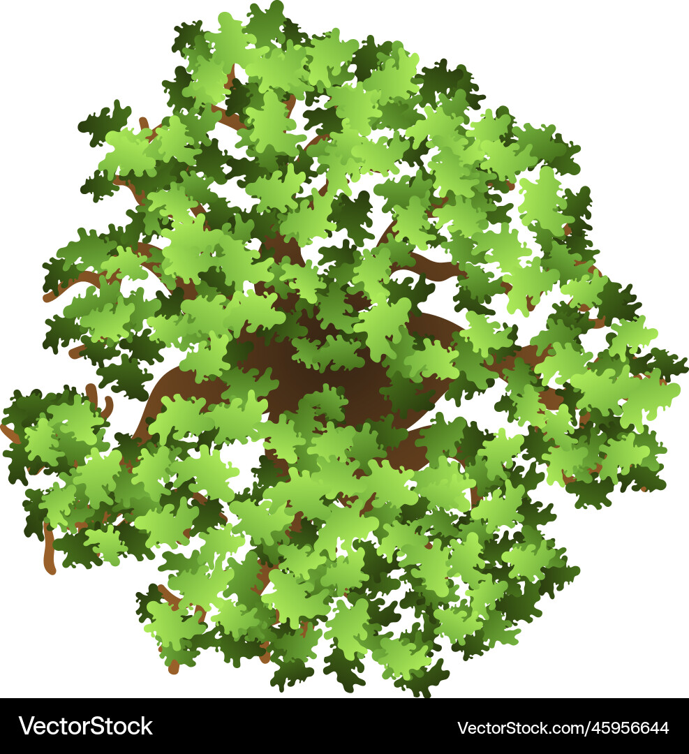 Tree from above landscape map top view element vector image