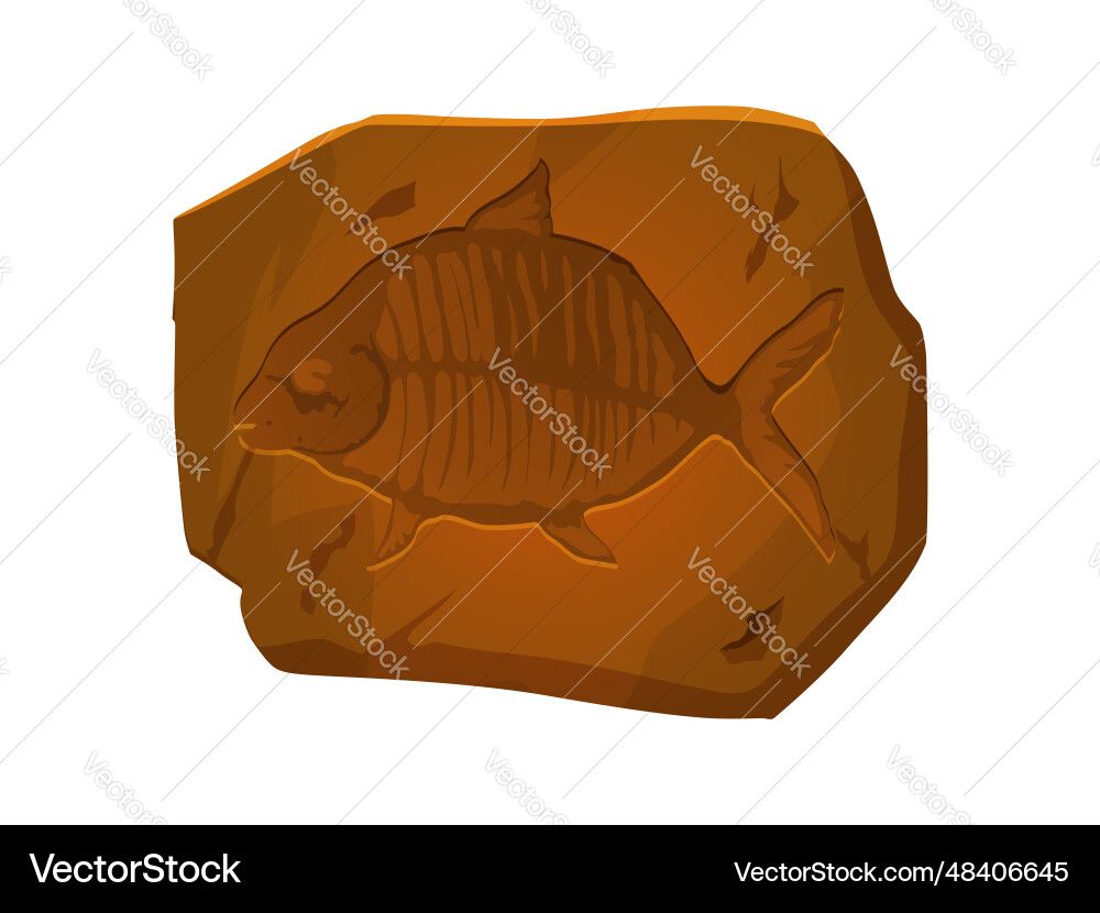 Ancient fossil fish skeleton imprint in stone Vector Image