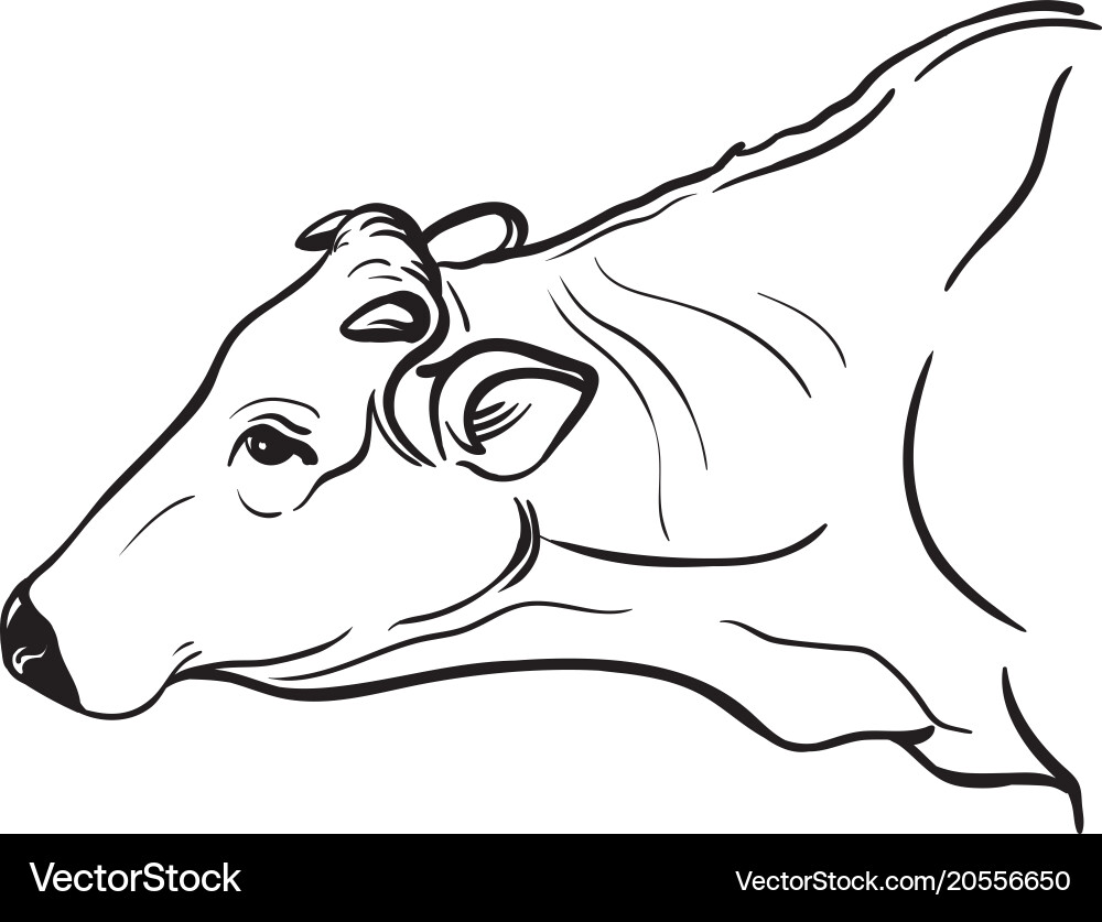 Sketches of cows drawn by hand Vector Image