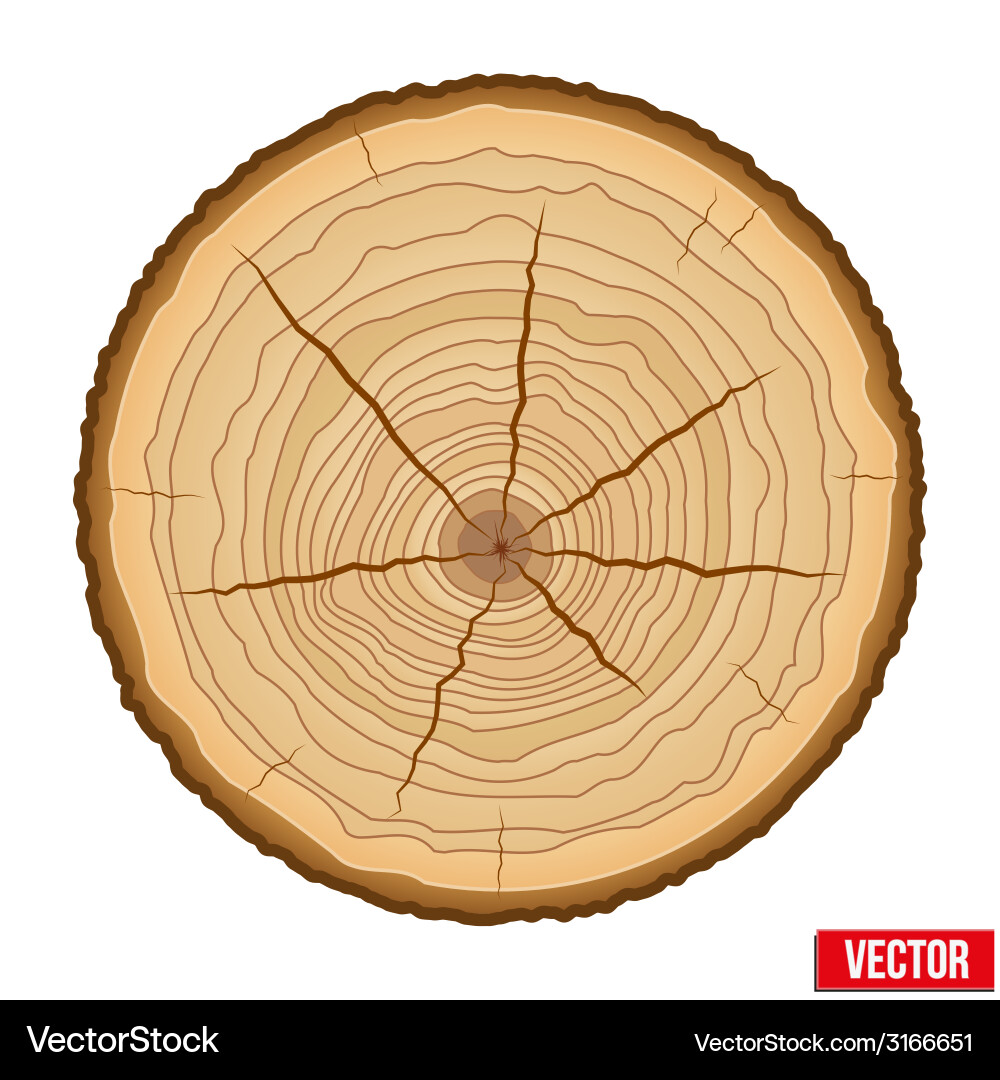 Tree Trunk Cross-Section vector image