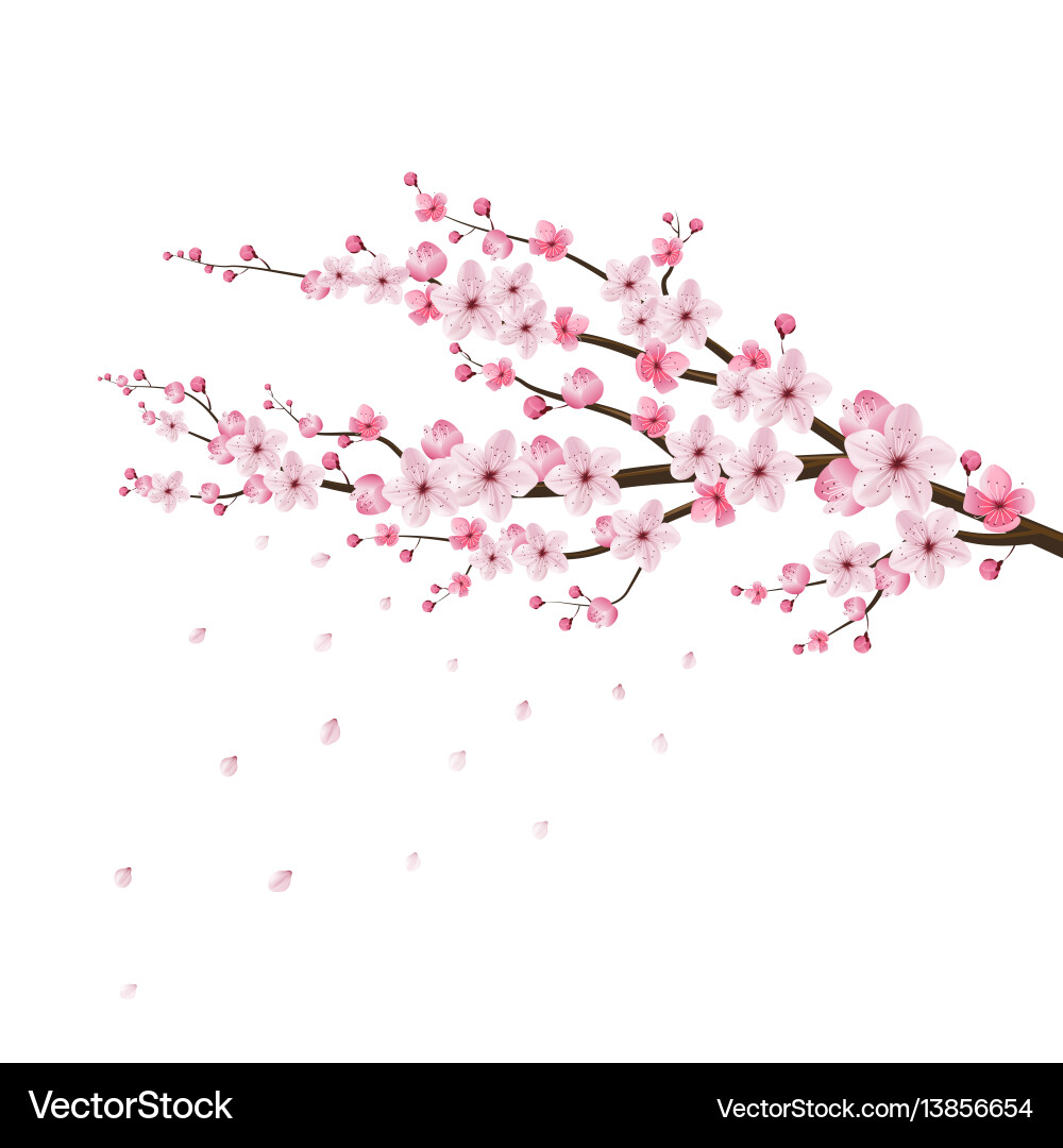 Realistic Cherry Blossom Sakura vector image