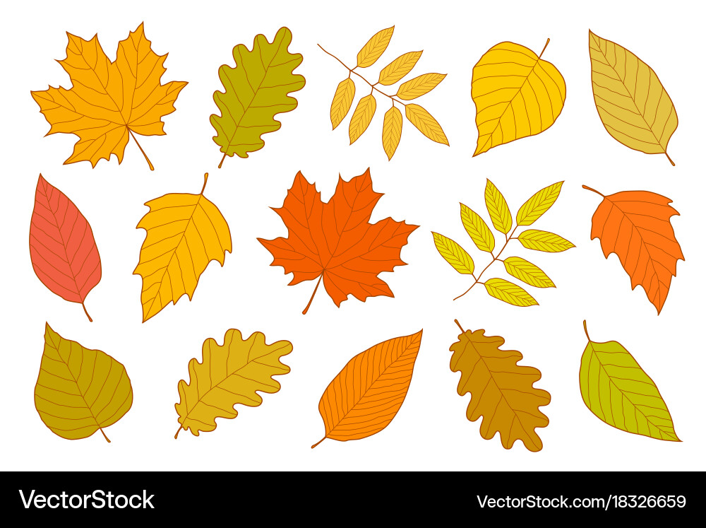 Colorful Autumn Leaf Set Vector Image