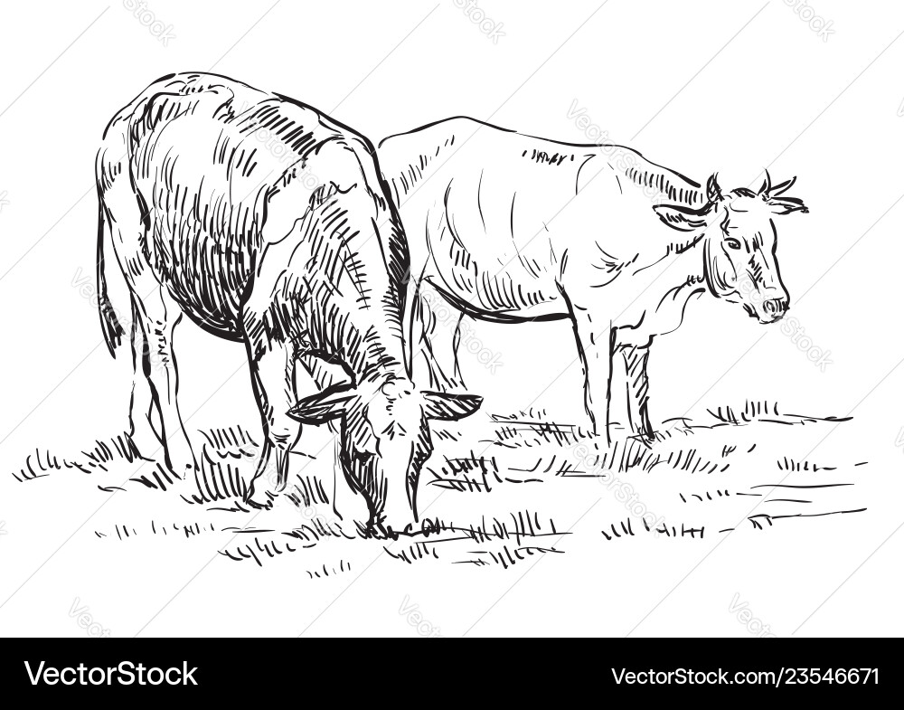 Hand drawing cows Hand drawing cows vector image