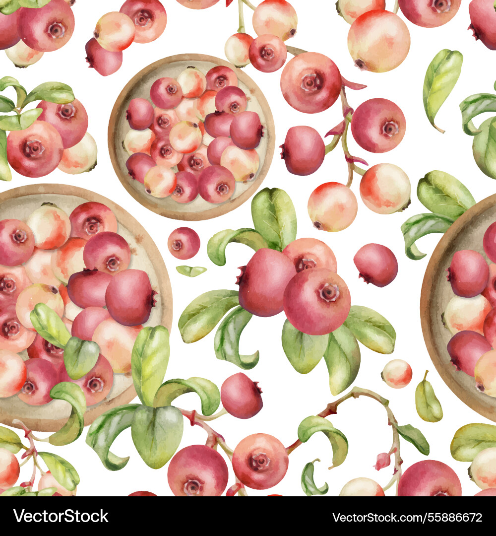 Cranberry lingonberry auf Keramikplatte grün Cranberry lingonberry auf Keramikplatte grün vektorbild