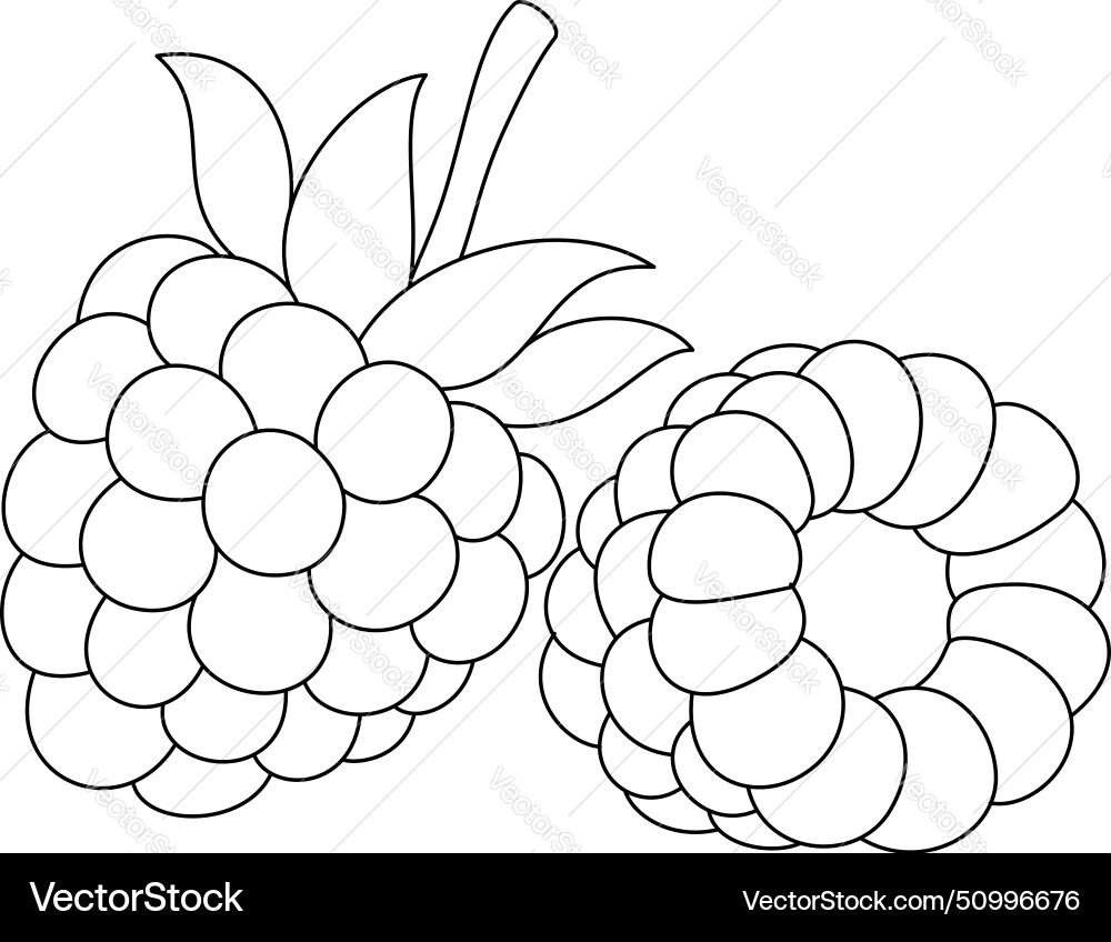 Raspberry isolated coloring page hand drawn Vector Image