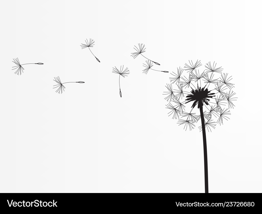 Abstract background of a dandelion for design Abstract background of a dandelion for design vector image