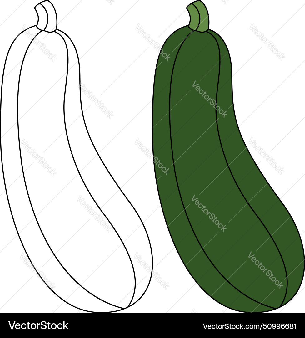 Zucchini isolated coloring page hand drawn Zucchini isolated coloring page hand drawn vector image