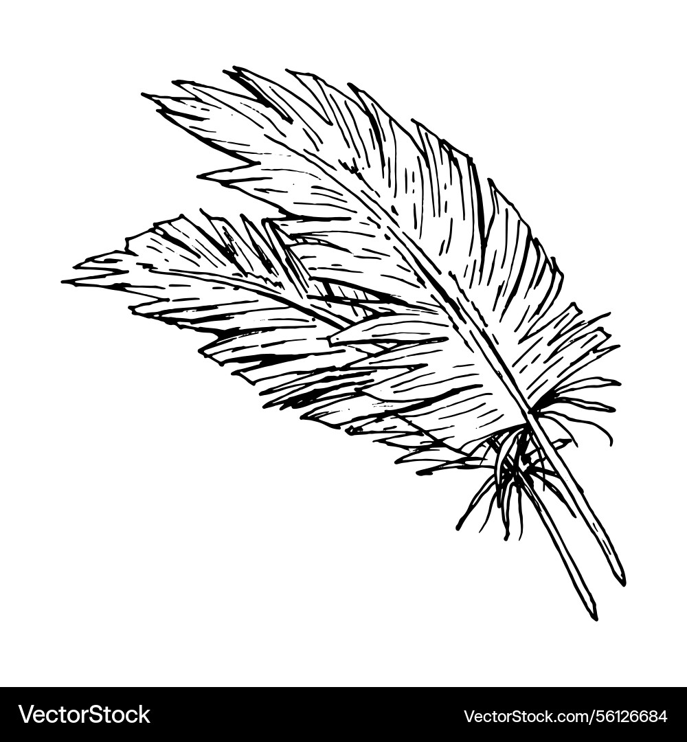 Ink line drawing of two bird feathers with a soft Ink line drawing of two bird feathers with a soft Vector Image