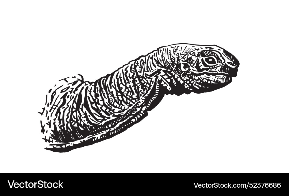 Graphical turtle portrait on white background Vector Image