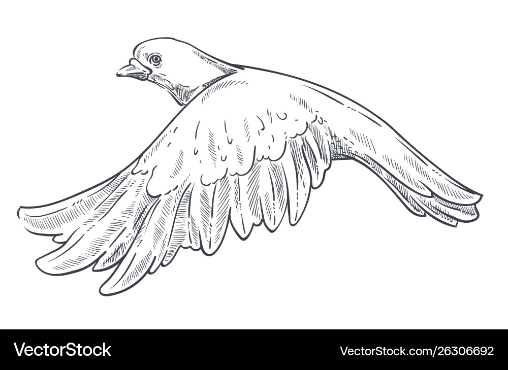 Dove or pigeon isolated animal sketch flying bird Dove or pigeon isolated animal sketch flying bird vector image
