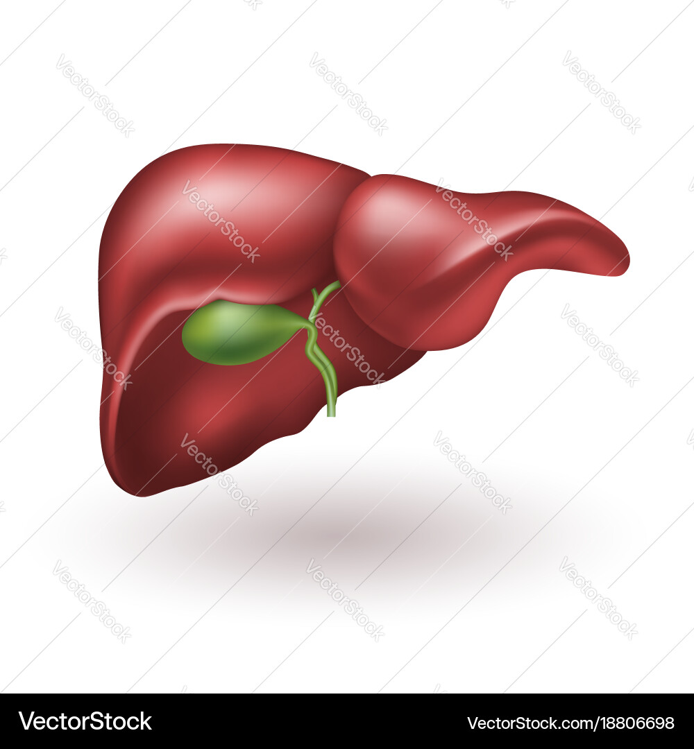 Realistic Human Liver Anatomy Vector Image