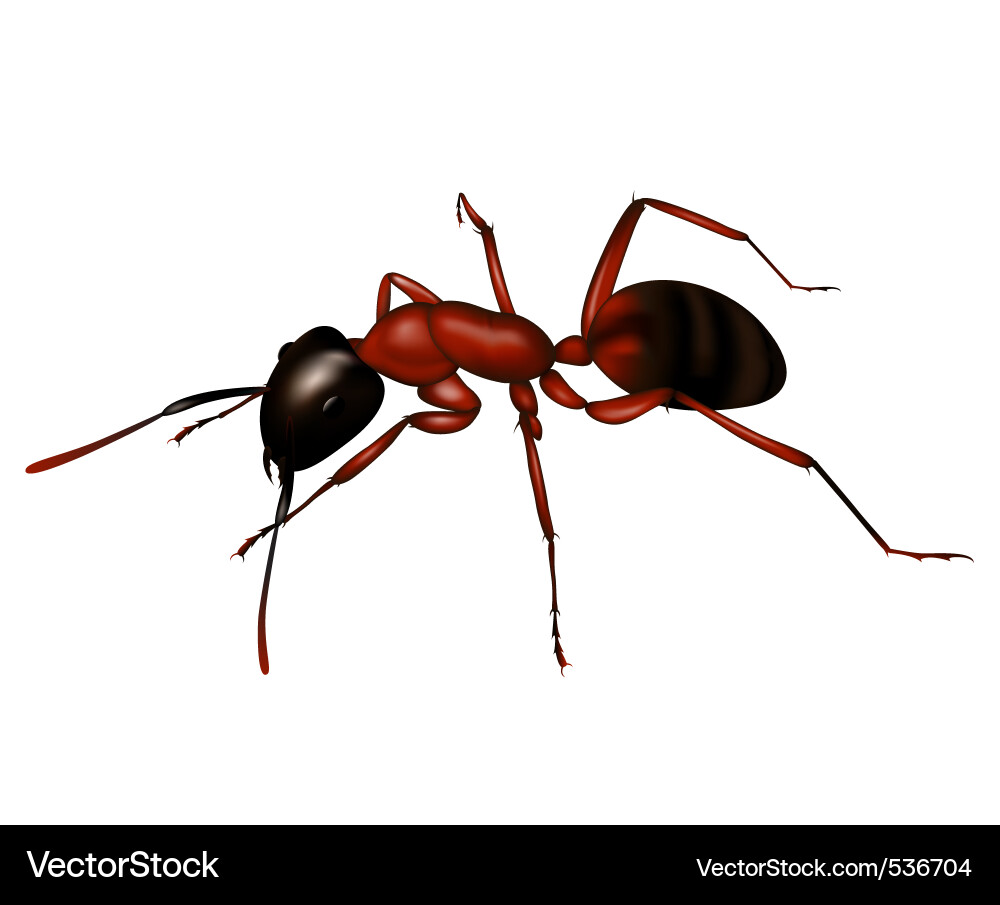 Ant Royalty Free Vector Image - VectorStock
