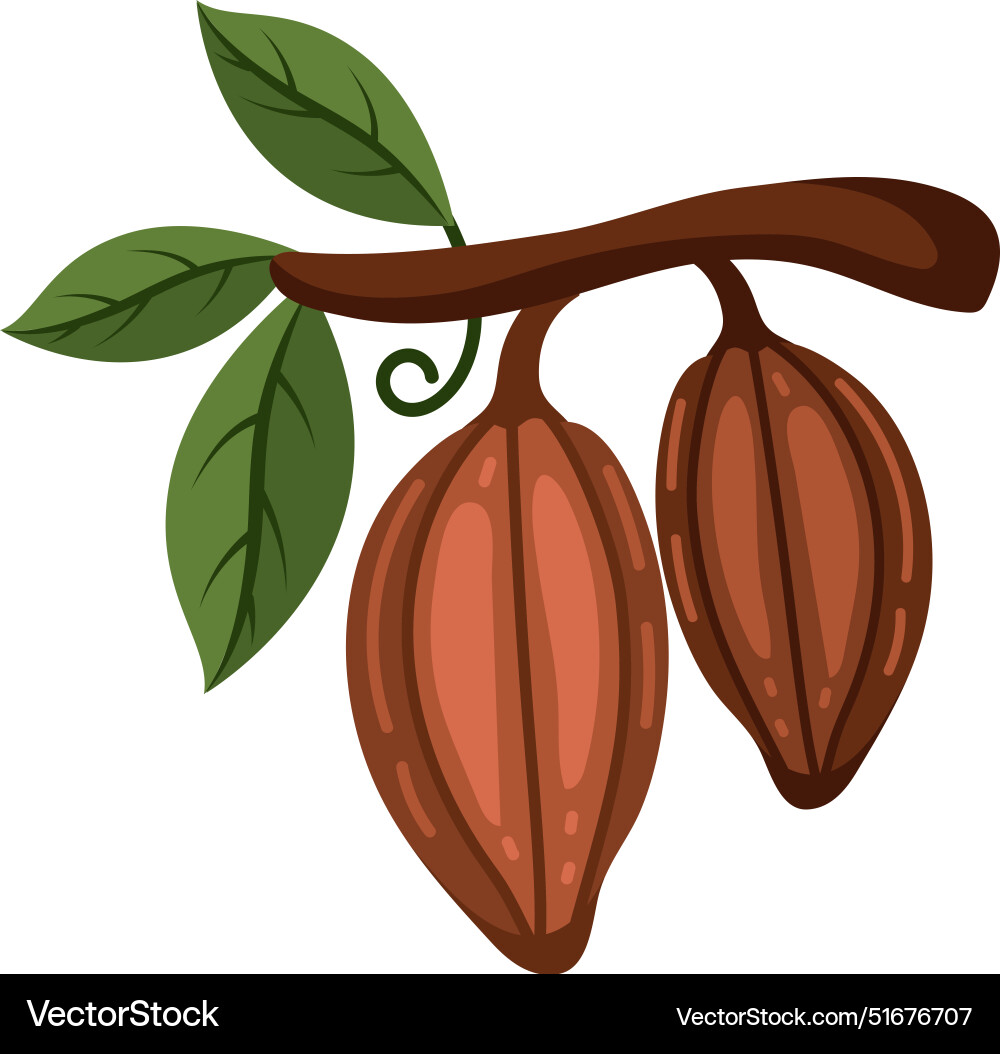 Cocoa branch and pods Vector Image