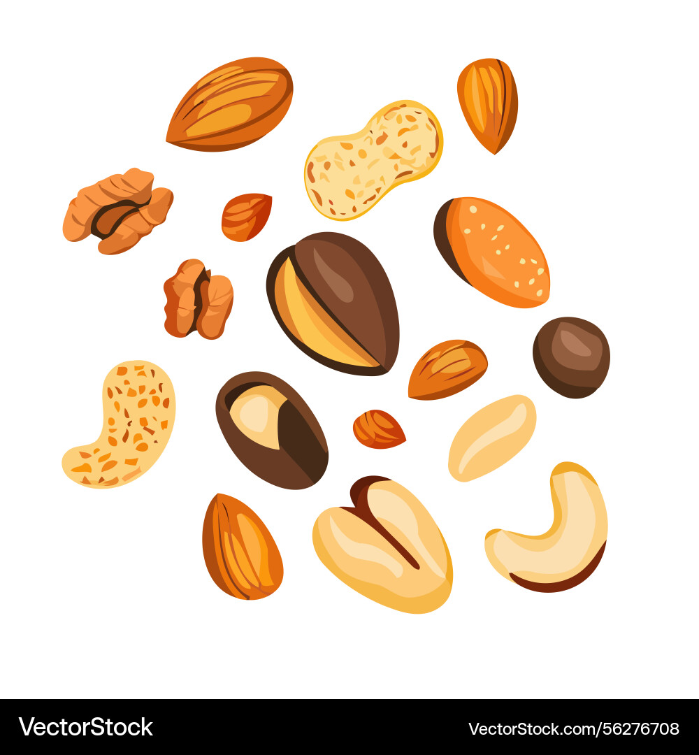 Assorted nuts in minimalist style Vector Image