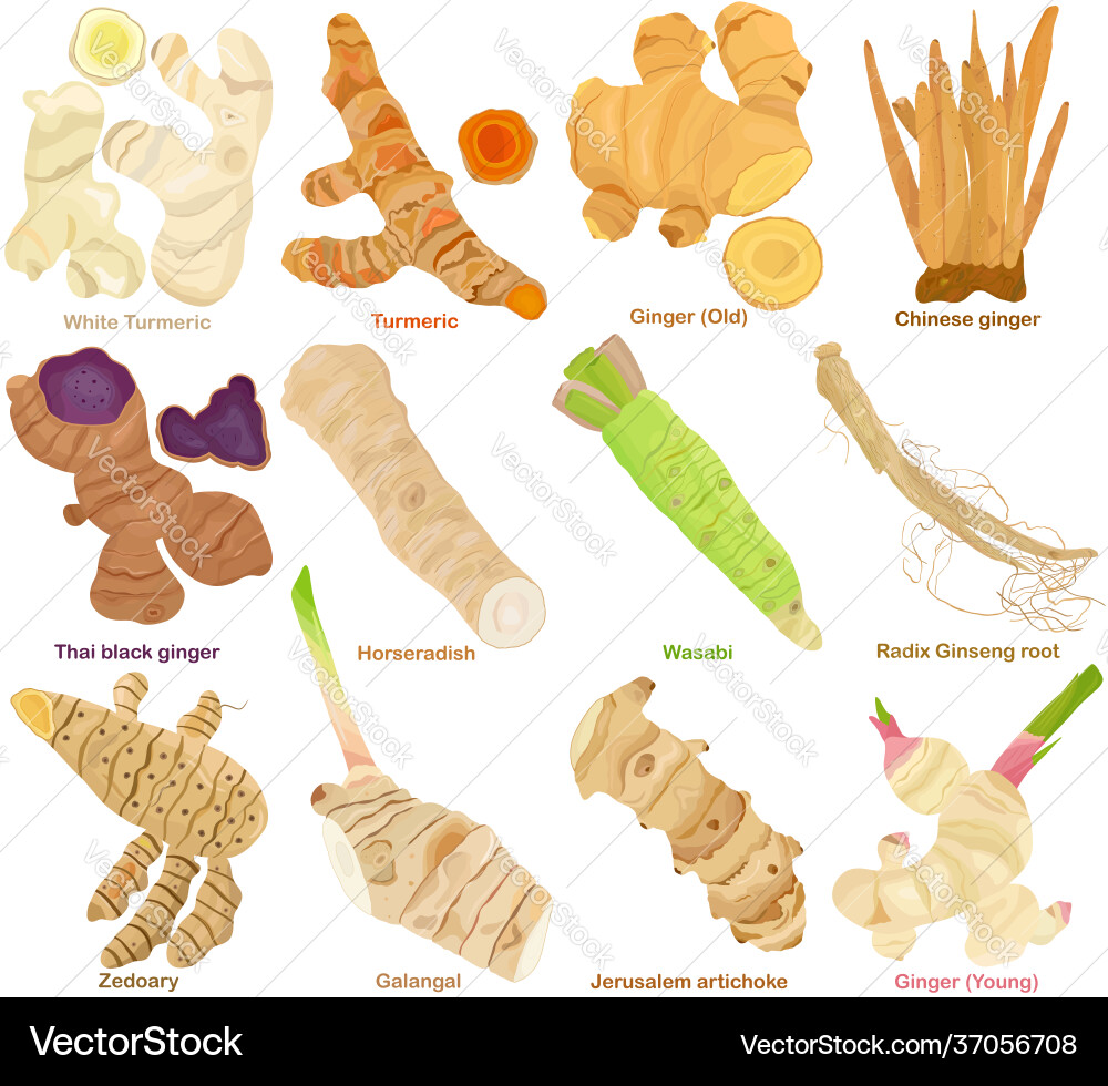 Turmeric ginger ginseng wasabi horseradish Turmeric ginger ginseng wasabi horseradish vector image