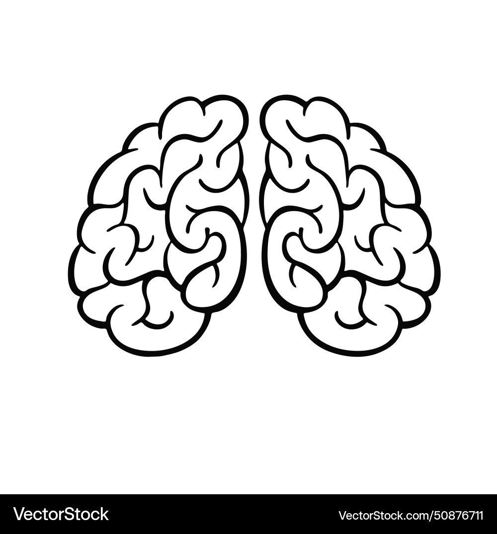 Brain outline image mind line Vector Image