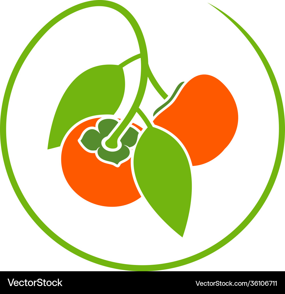 Persimmon vector image