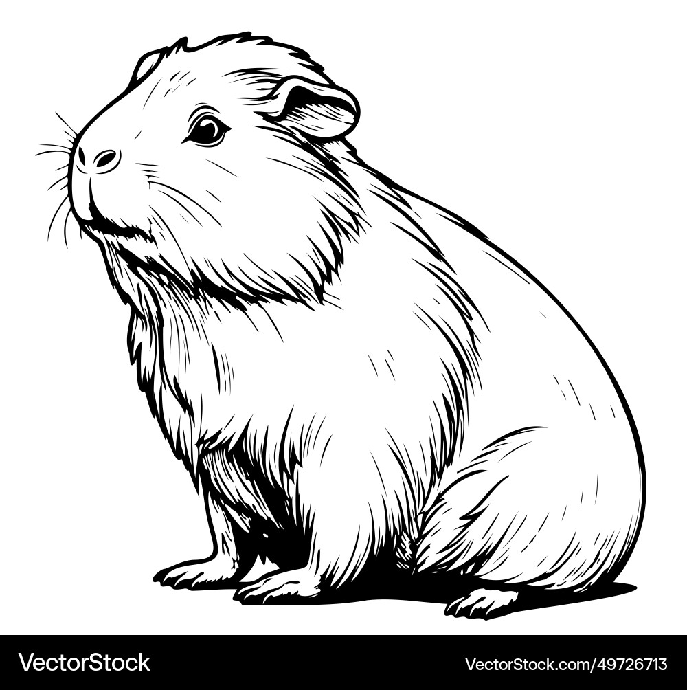 Guinea pig animal sketch vector image