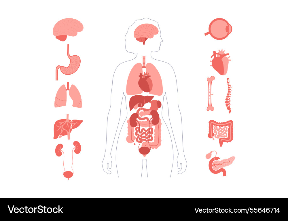 Human internal organs Royalty Free Vector Image