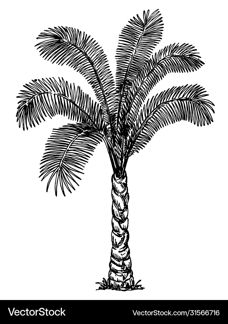 Palm Tree with Dates Fruit Sketch vector image