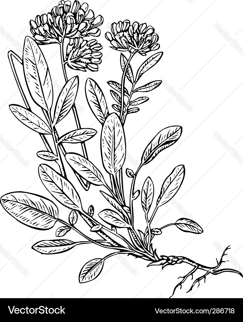 Anthyllis Flower Vector Image