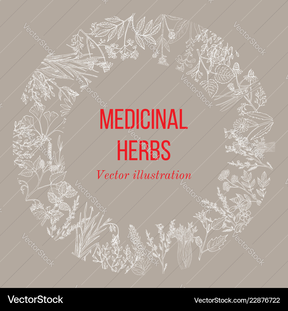 Hand-Drawn Medicinal Herbs Collection Vector Image