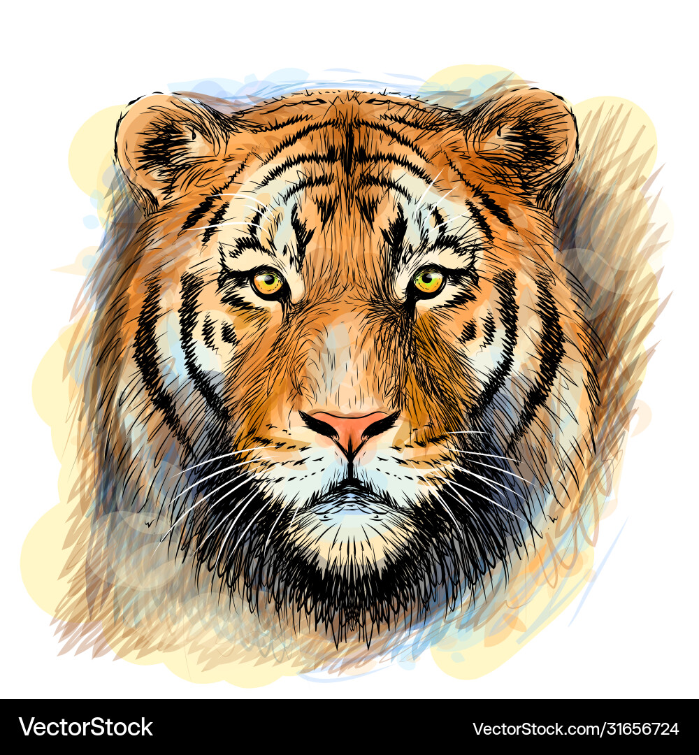 Tiger sketchy colorful hand-drawn portrait Tiger sketchy colorful hand-drawn portrait vector image