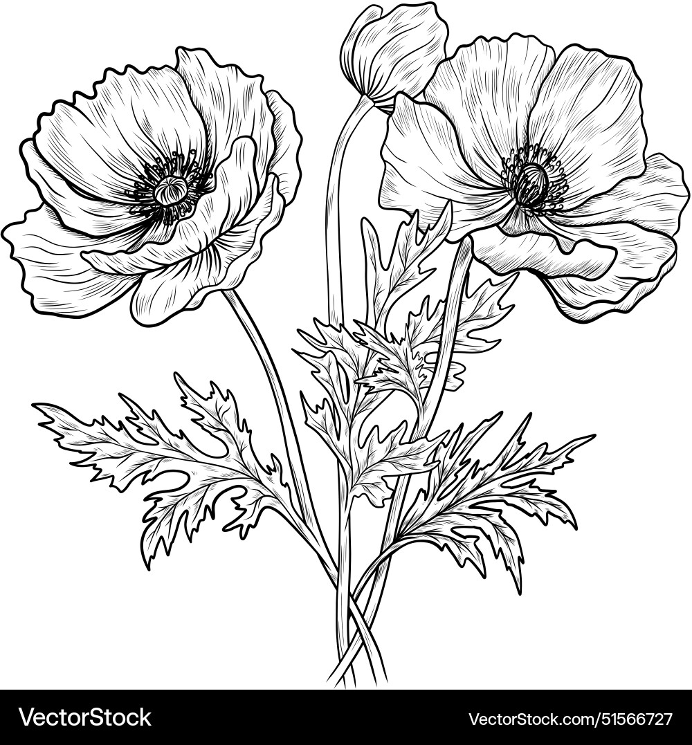 Poppy Flower Contours Vector Image