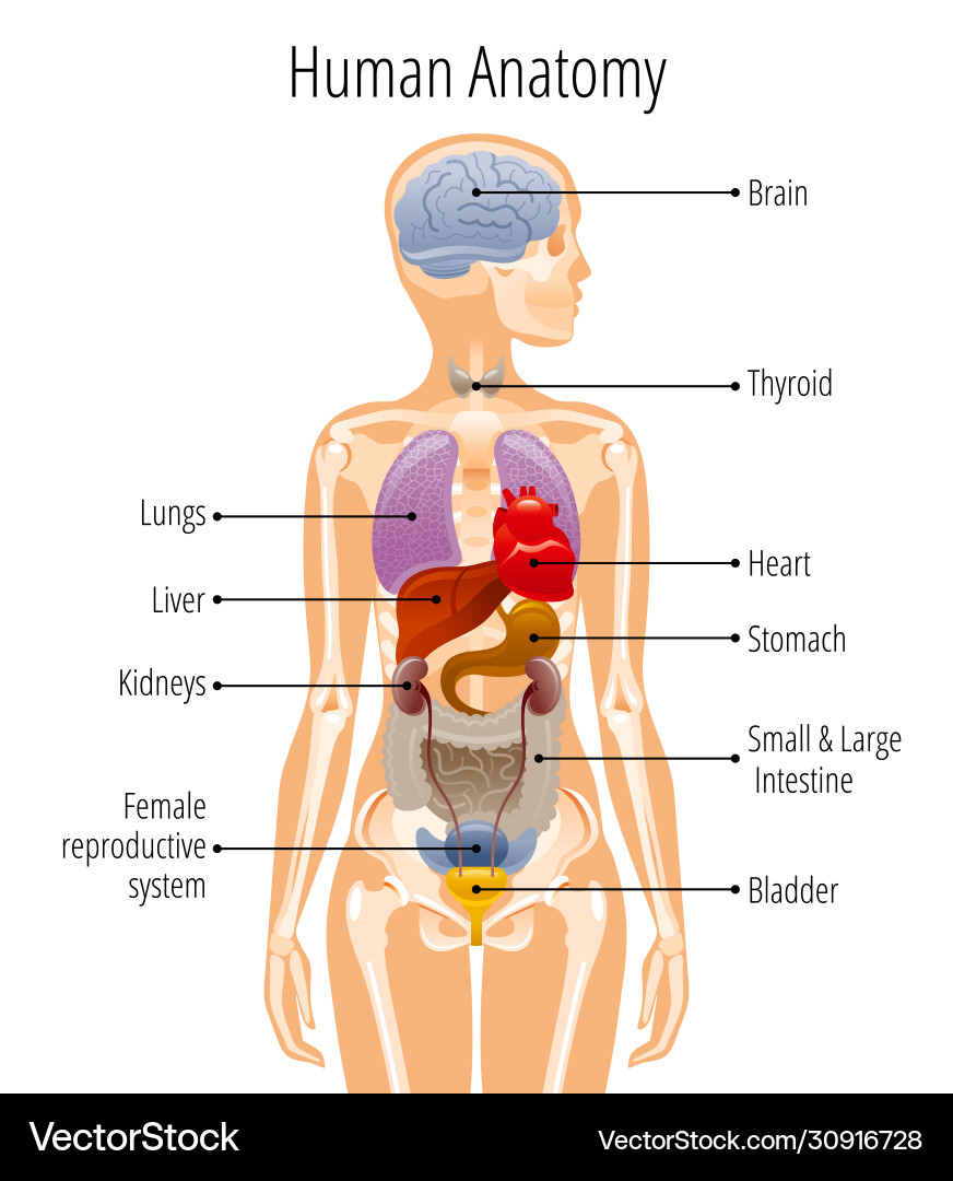 Human Anatomy - Internal Organs vector image