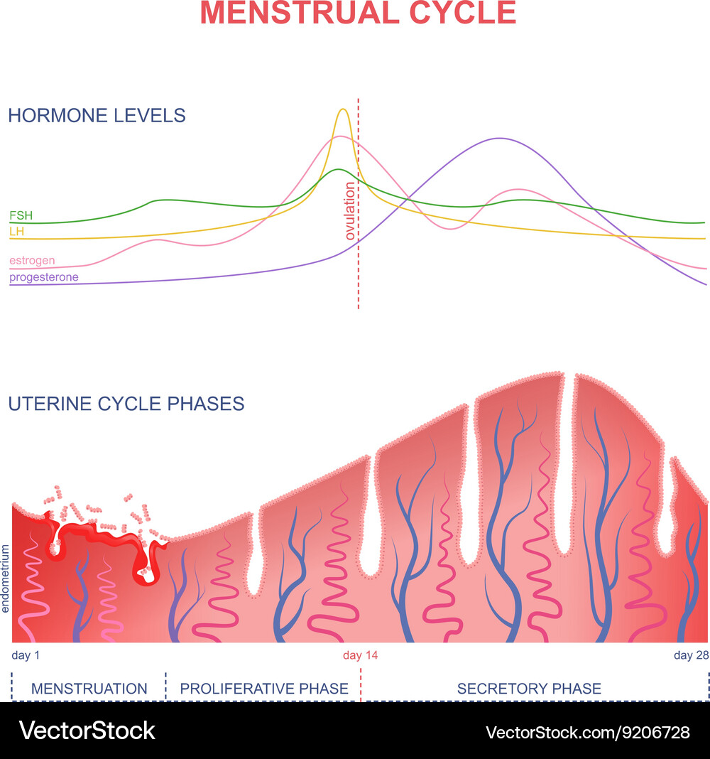 Scheme of the menstrual cycle Vector Image